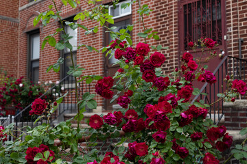 Fototapeta na wymiar Beautiful Red Rose Bush in front of a Row of Brick Residential Buildings in Astoria Queens New York