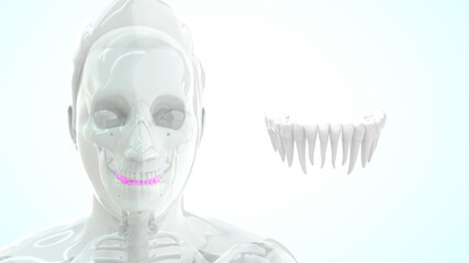 human upper and lower teeth 3d illustration