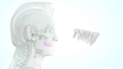 human upper and lower teeth 3d illustration