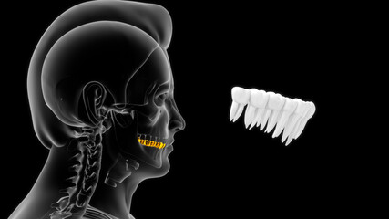 human upper and lower teeth 3d illustration - obrazy, fototapety, plakaty