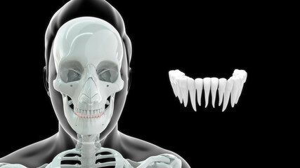 human upper and lower teeth 3d illustration