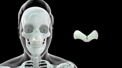 human greater alar cartilage bone anatomy 3d illustration