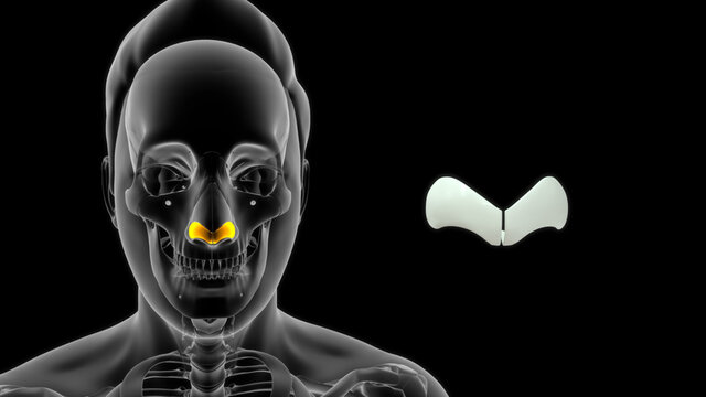 human greater alar cartilage bone anatomy 3d illustration