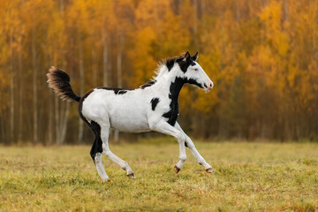 Paint horse foal running in the field in autumn
