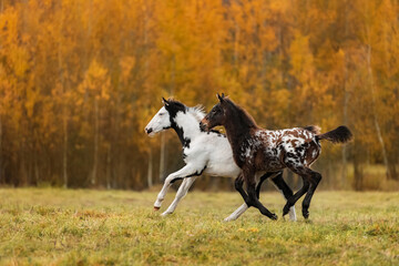 Two foals playing in the field in autumn