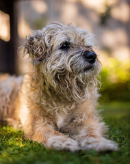 portrait of a dog Border Terrier