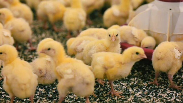 Breeding poultry. Yellow chicks eating compound feed from special feeders. Food production industry. Close-up