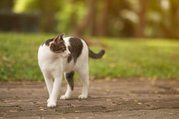 cute cat playing in the garden