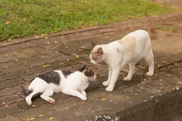 two cute cats playing together in the garden
