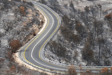 A Road in a Forest after a Wildfire