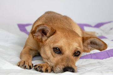 Cute little mixed-breed dog with sad eyes lying down on white blanket at home and looking at the camera