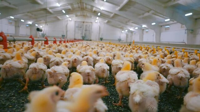 Lots of baby chicken running on big modern poultry farm. Agricultural business concept