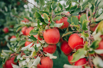 Amazing apple tree in garden. Ripe red fruits, organic food, agricultural concept. High quality photo