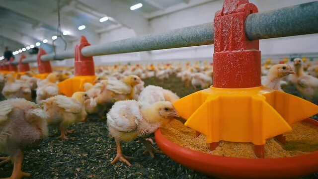 Large poultry farm with little chickens. Modern automatic equipment for feeding and drinking broilers on a factory for chicken production