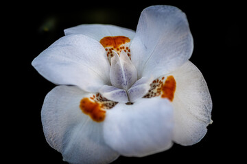 close white and red flower