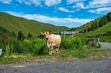 cows in the mountains