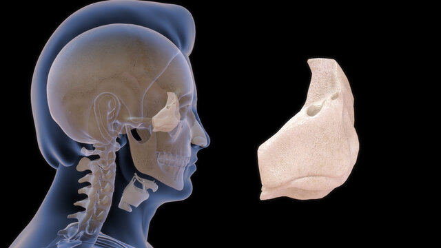 human ethmoid bone anatomy 3d illustration