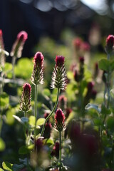 Blühender Inkarnat-Klee (Trifolium incarnatum)