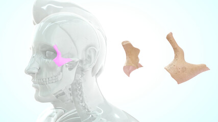 zygomatic bone- the bone that forms the prominent part of the cheek and the outer side of the eye socket.