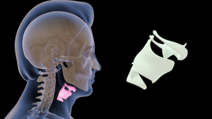 The hyoid bone (hyoid) is a small U-shaped (horseshoe-shaped) solitary bone, situated in the midline of the neck.