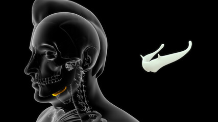 The hyoid bone is a ‘U’ shaped structure located in the anterior neck.