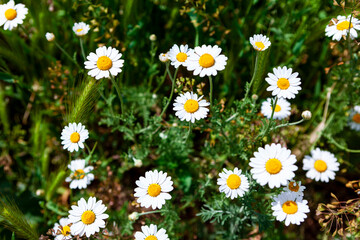 Fototapeta premium Daisy bloom time
