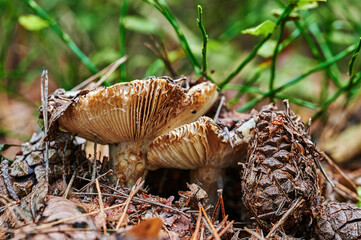 View to a mushroom that grows on autumn soil with pine needles and leaves.