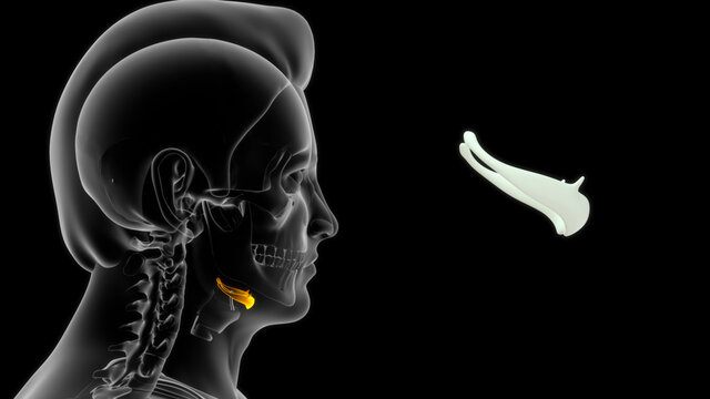 The hyoid bone is a ‘U’ shaped structure located in the anterior neck.