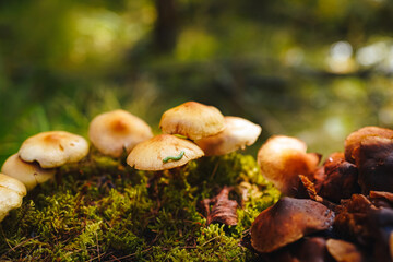 Tiny green caterpillar crawls on the cap of one of the mushrooms on mycelium growing on moss with green bokeh forest background. Mushroom macro photography. 