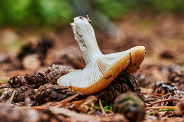 View to a mushroom that grows on autumn soil with pine needles and leaves.