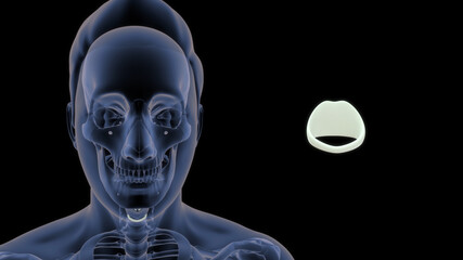 cricoid cartilage is to provide attachments for the cricothyroid muscle, posterior cricoarytenoid muscle and lateral cricoarytenoid muscle muscles, cartilages, and ligaments