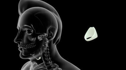 cricoid cartilage is to provide attachments for the cricothyroid muscle, posterior cricoarytenoid muscle and lateral cricoarytenoid muscle muscles, cartilages, and ligaments