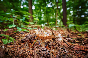 View to a mushroom that grows on autumn soil with pine needles and leaves.