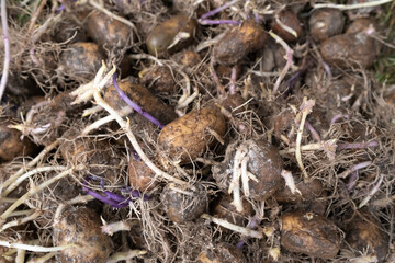 Old sprouted potatoes lying in the yard, in the countryside on a summer day. Top view. 