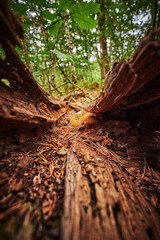 View to a mushroom that grows on autumn soil with pine needles and leaves.