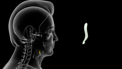  Epiglottis is flap of cartilage located in the throat behind the tongue