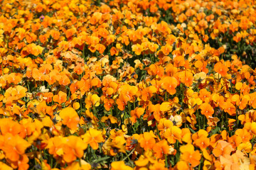 オレンジのパンジーの花畑
