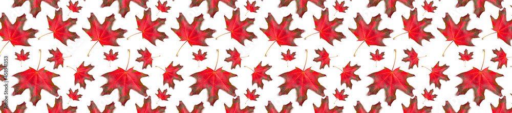 Wall mural autumn pattern for design. panorama pattern red maple leaf autumn isolation white background.