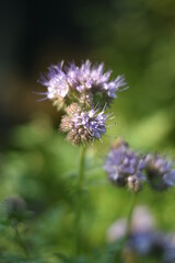 Rainfarn-Phazelie (Phacelia tanacetifolia)