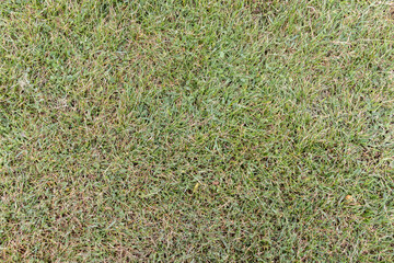 Green grass texture for background. Sample. Close-up. Green lawn.