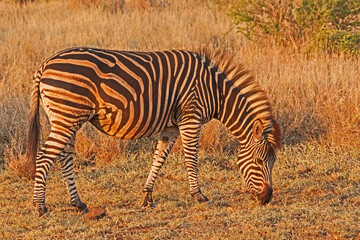 Fototapeta na wymiar Burchell's Zebra Equus quagga burchellii 13724