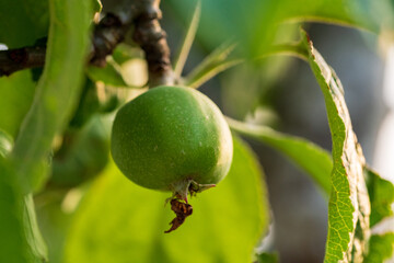A green apple on a branch on a warm sunny summer evening