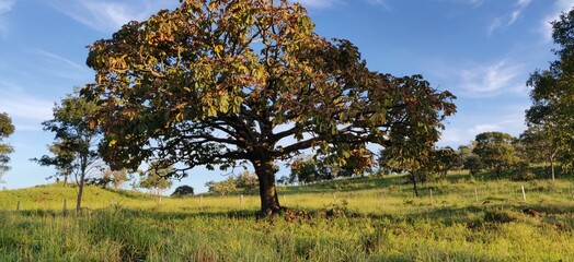 trees in the field