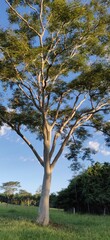 trees in the park