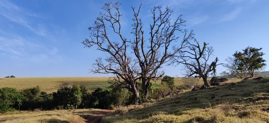 Fotobehang Landscape with dry tree © fabio