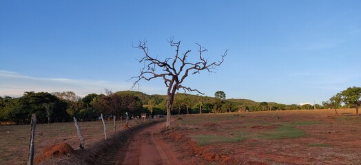 Dry tree