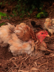 chickens and chicks hatching chicken