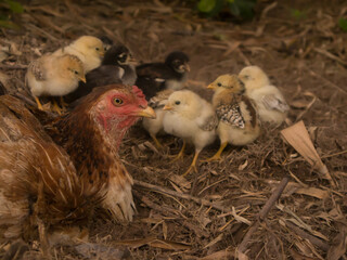 chickens and chicks hatching chicken