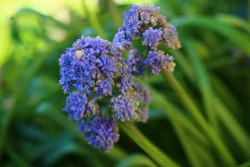 Szafirek Muscari 