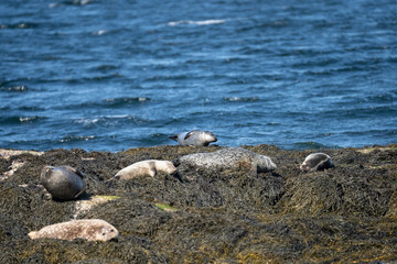 Seals on seal island